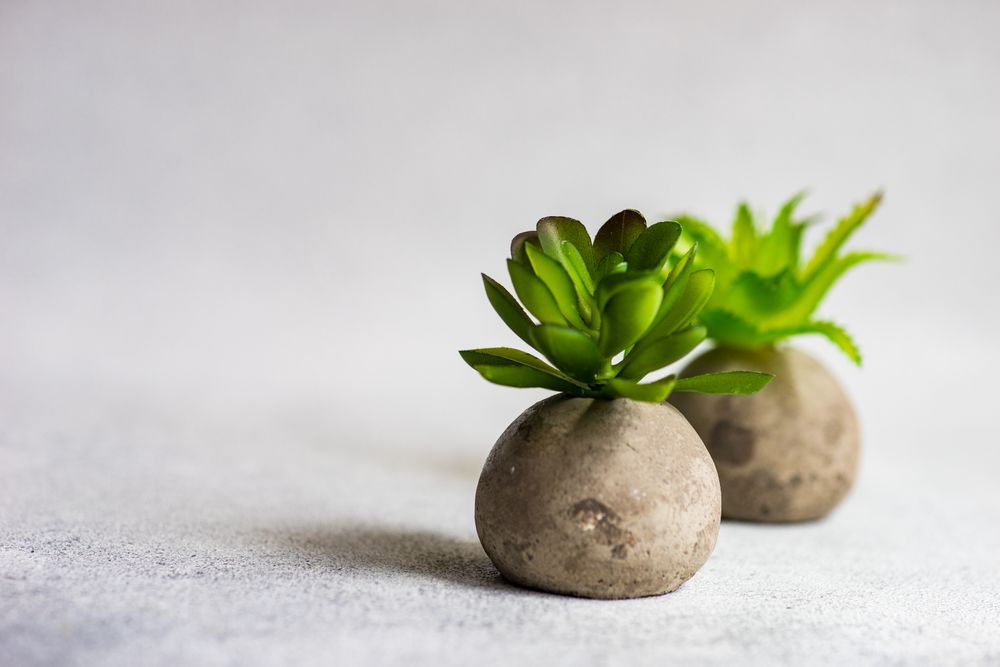 Two plants in minimalistic pots