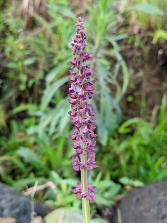 beautiful flower nature