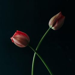 Two red tulip flowers on dark background