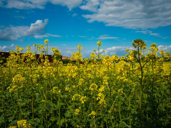 Flowering fields of yellow rapeseed. Sunny spring day. Nature.