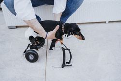 Man fixing wheelchair on dog