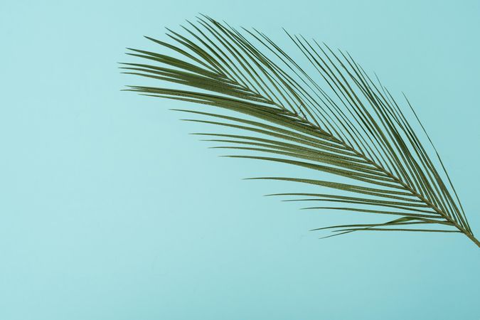 Tropical green leaves on baby blue background