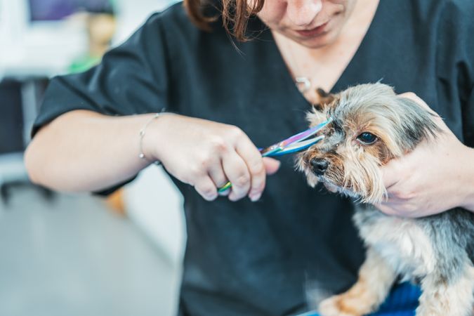 Crop groomer cutting fur of small dog