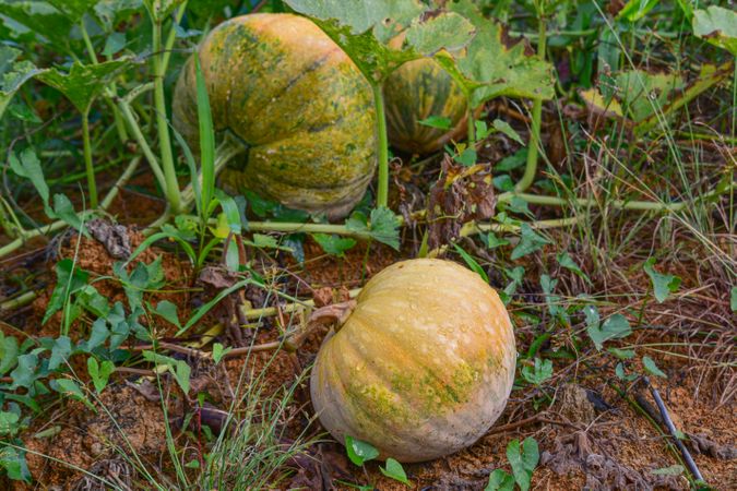 yellow pumpkin growing on the soil
