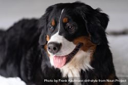 Cute Bernese mountain dog with tongue out 4MGMek