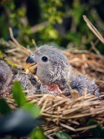 Little gray lovebird in nest