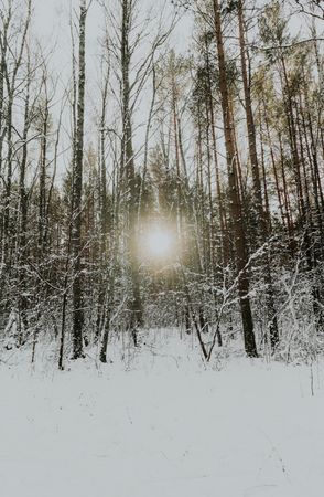 Winter forest at sunrise