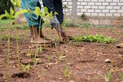 Indonesian farmer planting green shoots in the soil