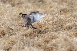 Prairie Chicken at Hamden Slough National Wildlife Refuge in Hamden Township, Minnesota