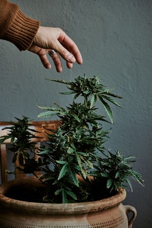 Detail shot of a hand touching the bud of a marijuana plant with gray background