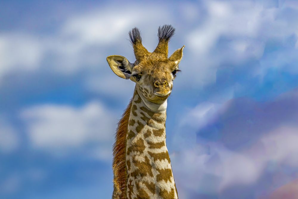 Baby Massai Giraffe calf on Crescent Island, Lake Naivasha, Kenya