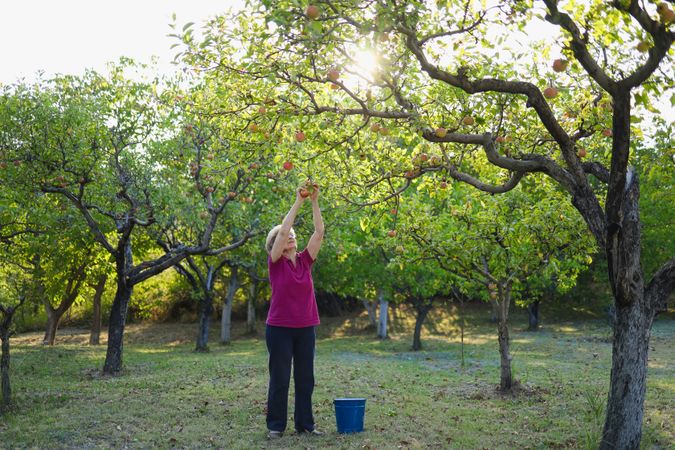 Mature woman in her late 80s picking up apples and enjoying a beautiful sunny day.