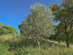 Olive tree on hilltop in Côtes De Provence, France