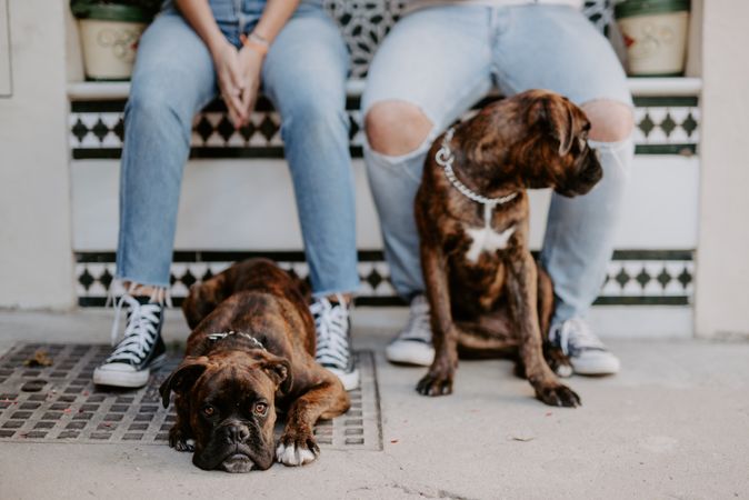 People standing and keeping cute boxers on leash