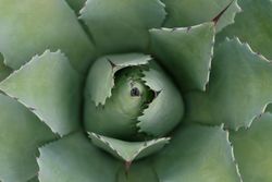 Spiky succulent plant leaves