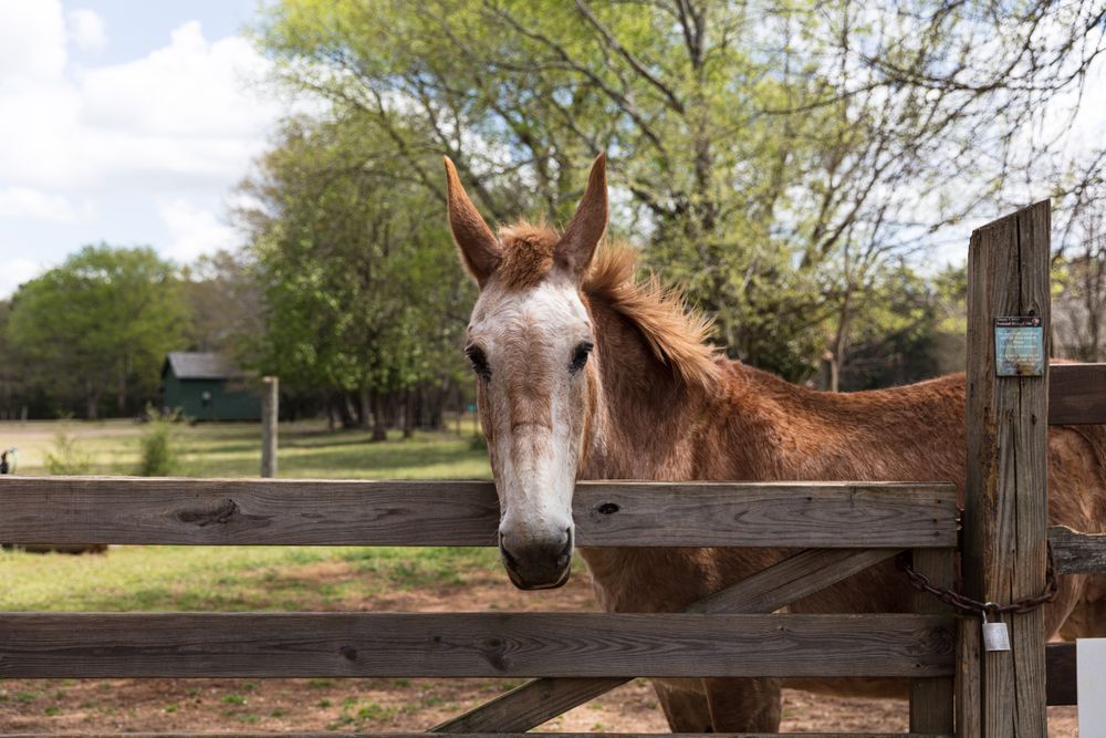 Young colt leaning face over corral fence