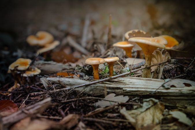 Delicate mushrooms growing wild on fall foliage
