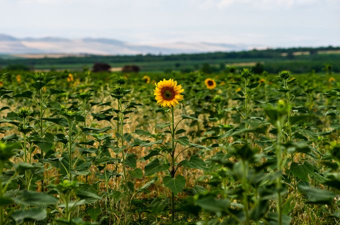Blooming sunflower on a raining day