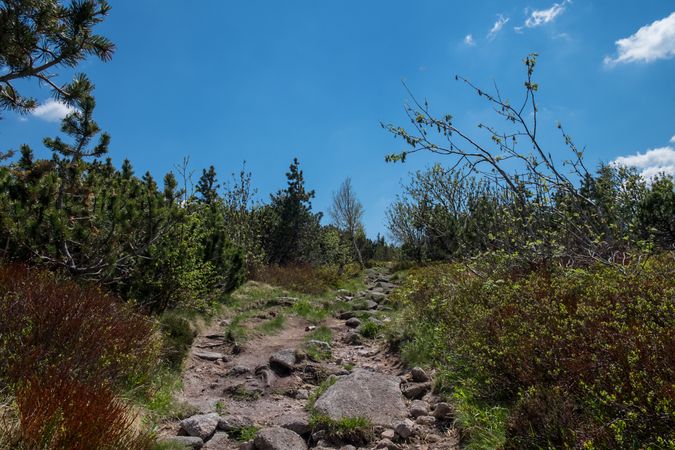 Rocky path in the woods