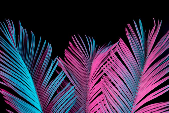 Tropical palm leaves in vibrant bold gradient blue and pink holographic neon  colors