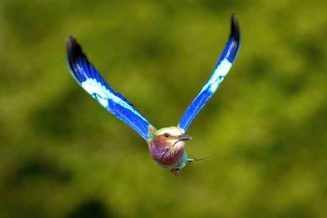 Lilac-breasted roller flies with wings in V-shape