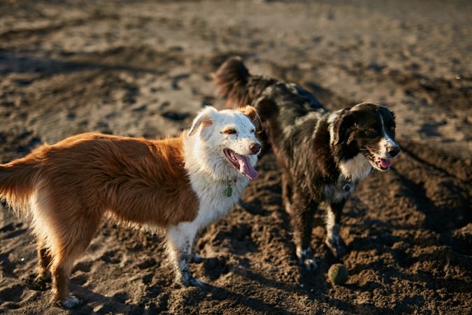Dogs running near waving sea