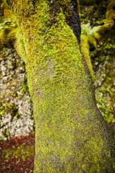 Lush green vegetation of tropical woods