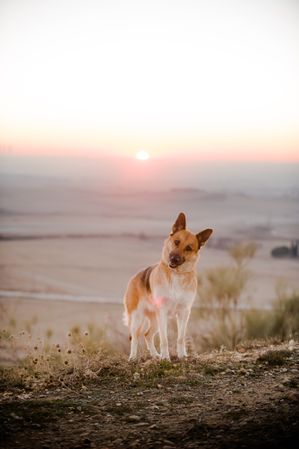 Funny dog in countryside during sunset