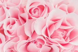 Close up of light pink roses