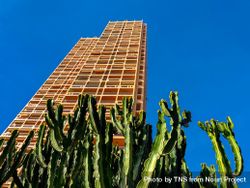 Cactus in front of high rise building on clear day 5RVExA