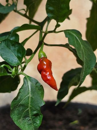 A vibrant red chili pepper growing on a green plant. The chili hangs gracefully among healthy leaves, indicating that it is mature and ready to harvest.