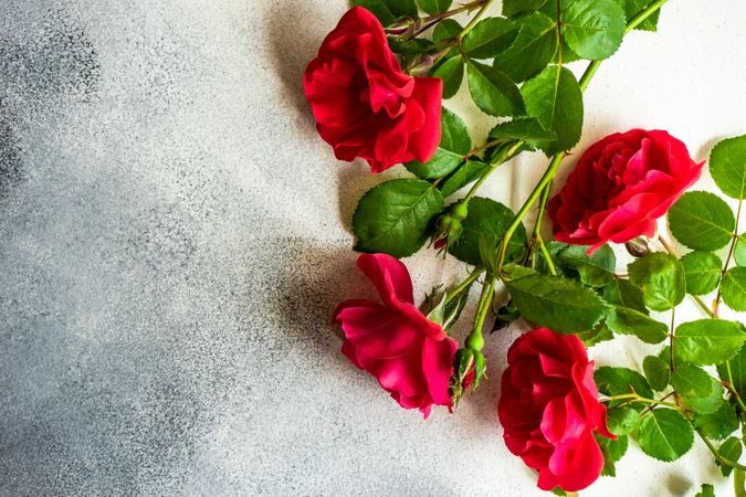 Fresh red roses on marble counter