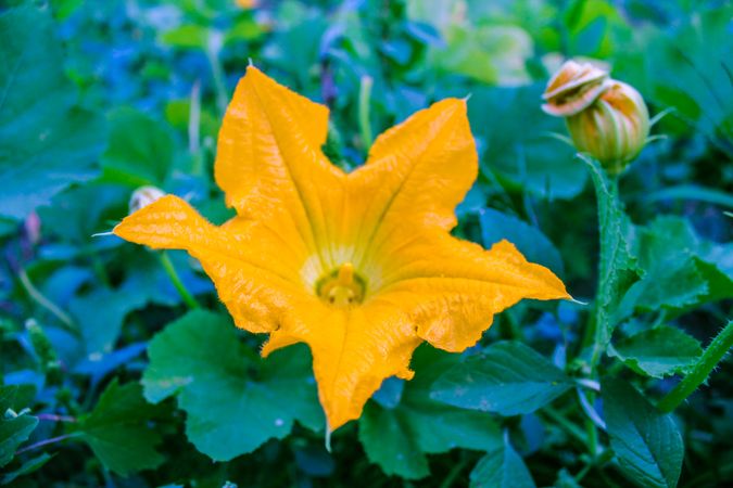 Orange flower surrounded by leaves