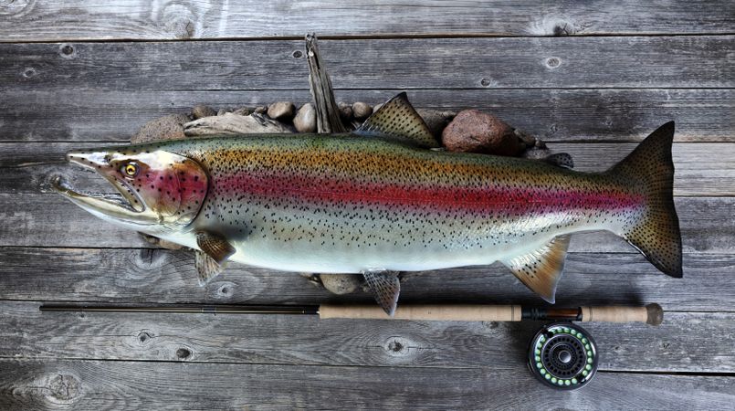 Brilliant colorful Trout salmon trophy species on rustic wood with gear