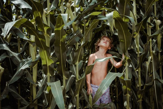 Curious boy with naked torso in verdant field of corn