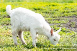 baby goat eating grass 4NBw94
