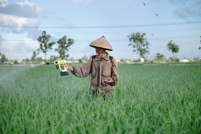 Front view of older Asian farmer spraying rice green field