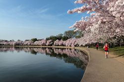 Jogger on a path along the Potomac River Tidal Basin, Washington, D.C.