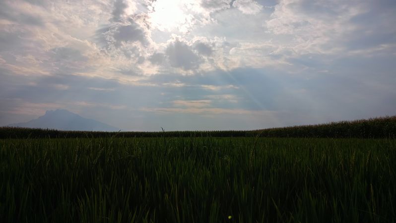Silhouette of rice field view with sky background
