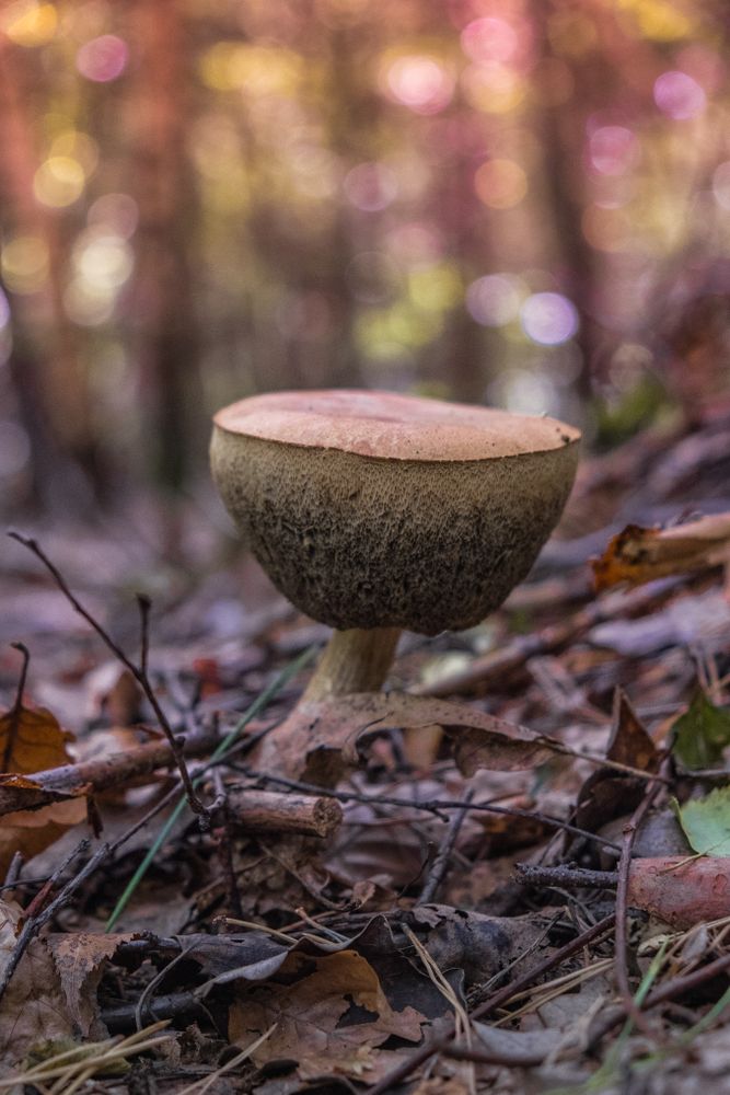 Single boletus mushroom growing in fall forest