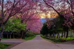 Cherry blossom in Khun Wang ChiangMai, Thailand.