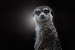 Cute gray furry meerkat