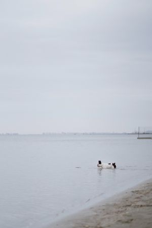 Dog running on beach inside sea