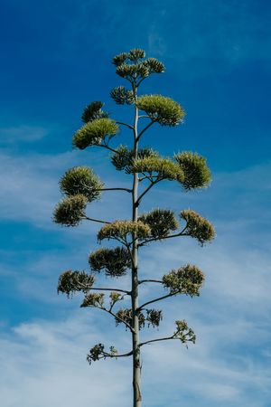 Agave plant flower