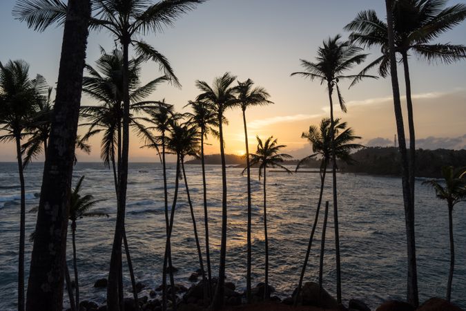 Exotic ocean sandy hill with palms