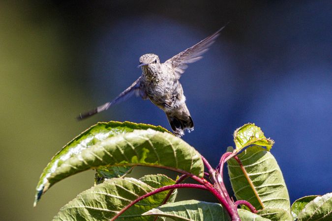 Hummingbird in flight above green leaves