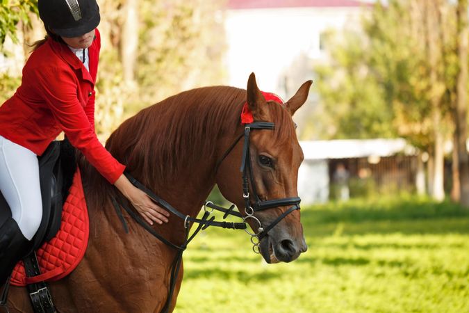 Pedigree horse with female equestrian in red uniform