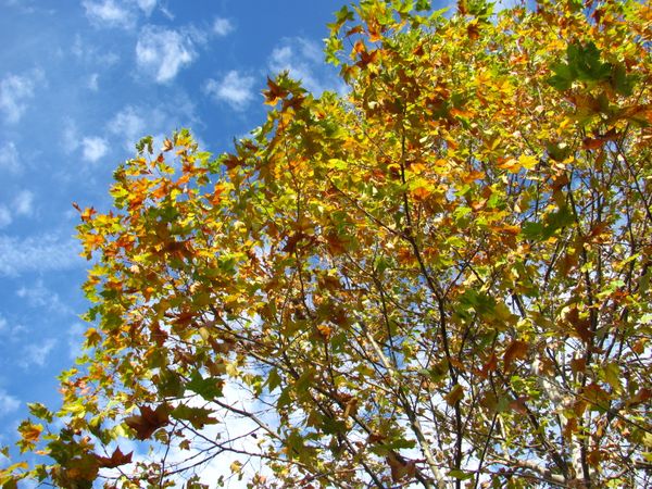 Bright Tree