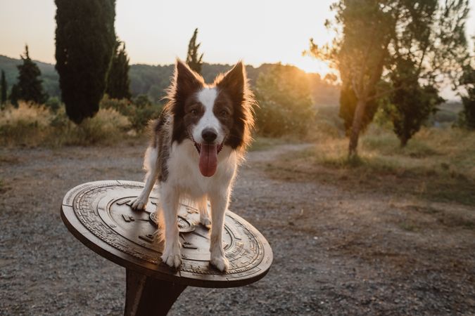 Border Collie dog standing on round metallic pedestal in countryside