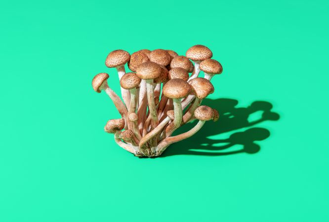 Wild edible mushrooms bundle isolated on a green background